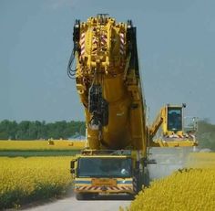 a large yellow truck driving down a road next to a canola flower field in the sun