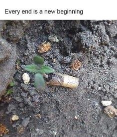 a small plant sprouting out of the ground with dirt and rocks around it