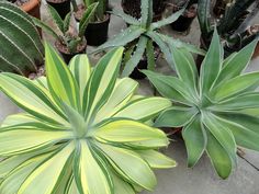 several different types of plants in pots on the ground