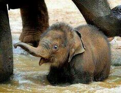 a baby elephant standing in the water next to an adult elephants legs and trunk,