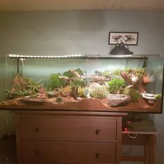 a fish tank with plants and rocks in it sitting on top of a wooden dresser