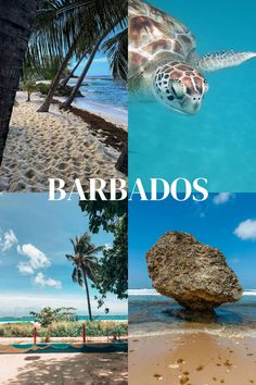 Barbados aesthetic Jae Core, Barbados Aesthetic, Travel Barbados, Barbados Vacation, Barbados Travel, 2025 Goals, Board Manifestation, Honeymoon Vacations