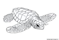 a drawing of a sea turtle