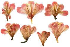 several pink flowers with yellow stamens are shown in different positions on a white background