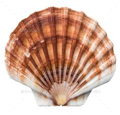 an orange and white shell on a white background - stock photo - images