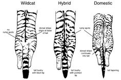 four different types of zebras are shown in this diagram