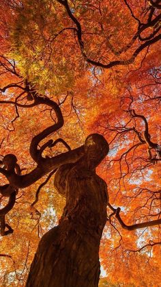 an orange tree in the fall with its leaves turning to red and yellow, looking up at it's branches