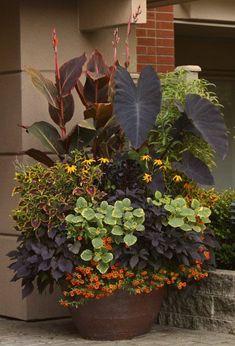 a planter filled with lots of different types of plants next to a house door