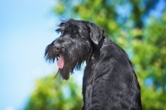 a black schnauzer dog with its tongue out