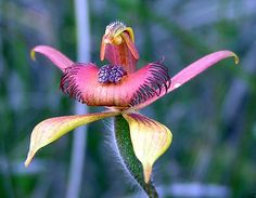 a pink and yellow flower in the middle of some grass with other plants behind it