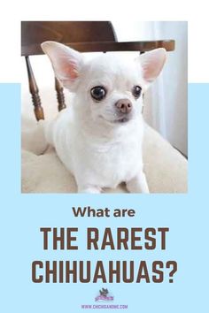 a small white dog sitting on top of a chair with the caption what are the rarest chihuahuas?