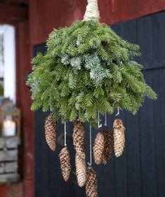 some pine cones hanging from a tree with needles attached to the top and bottom of them