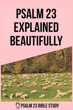 a large herd of sheep grazing in a field with the words,'psalm 23 explained beautifully '