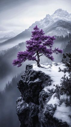 a purple tree sitting on top of a snow covered mountain