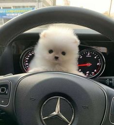 a small white dog sitting in the driver's seat of a car with a steering wheel