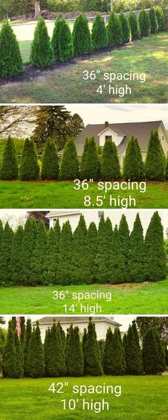 the different types of trees are shown in this graphic above it is an image of how to