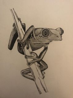 a pencil drawing of a frog holding a surfboard