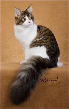 a brown and white cat sitting on top of a couch next to a tan wall