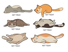 six different types of cats laying on the ground with words written below them that say not today, not today and not today