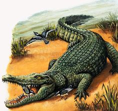 an alligator is laying on the ground with its mouth open and two birds flying over it