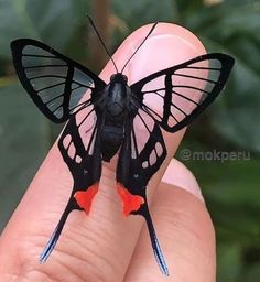 a close up of a person holding a small black and red butterfly on their finger