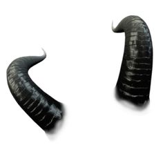 two black horns with white background and one is curled in the shape of a snake's tail