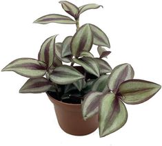 a potted plant with purple and green leaves