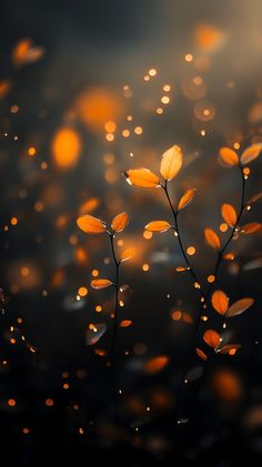 some yellow leaves and water droplets on a black background with blurry lights in the foreground