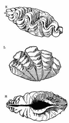 three different types of seashells