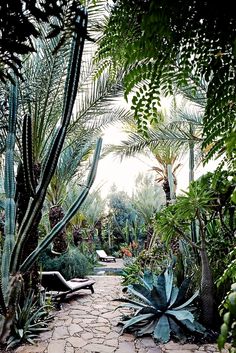 an outdoor garden with cactus and succulents in the foreground, surrounded by palm trees