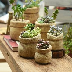 small succulents in burlock bags are sitting on a table