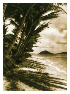 a black and white photo of palm trees on the beach