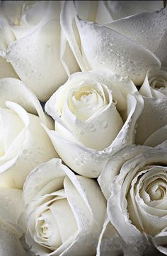 white roses with drops of water on them