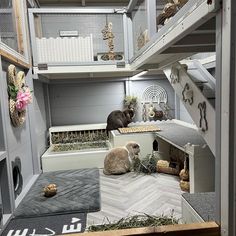 two rabbits in their cages at the pet store