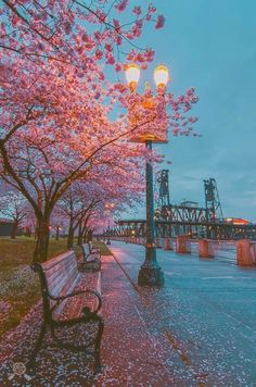 a park bench sitting next to a tree with pink flowers on it