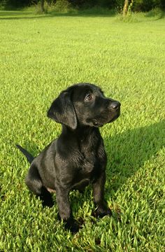 a small black dog sitting in the grass