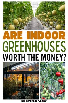 Transform your indoor greenhouse with small greenhouse ideas DIY, and discover unique ways for decorating a greenhouse. Utilize small greenhouse shelving ideas and add greenhouse furniture to enhance your greenhouse layout interiors and small backyard greenhouse. Space Garden, Shelving Solutions, Small Space Gardening, Small Space, Garden Inspiration, Small Spaces, Decorating Ideas