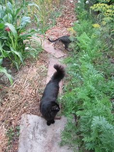 a black dog standing on top of a sidewalk next to green plants and dirt path