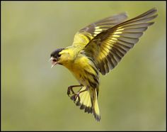 a yellow and black bird with its wings spread wide open while holding something in it's mouth