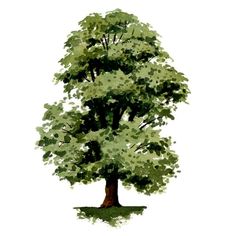 a drawing of a tree with green leaves