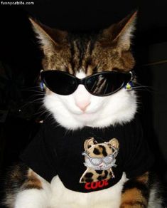 a cat wearing sunglasses and a t - shirt with an animal on it's chest