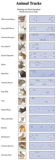 an animal track chart with different types of birds and their names in each one column