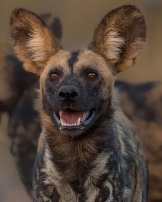 a close up of a hyena with it's mouth open