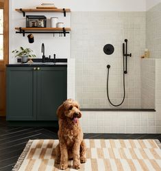 a brown dog sitting on top of a rug in a bathroom