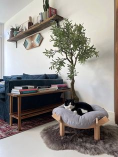 a black and white cat is laying on a pillow in front of a tree with books