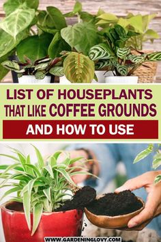 some plants that are growing out of dirt and in pots with the words list of houseplants that like coffee grounds and how to use