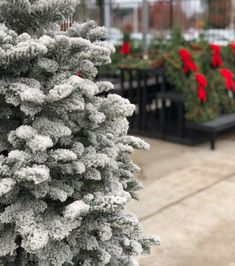 the tree is covered with snow and red bows