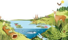 an image of a pond with animals and plants around it in the day time scene