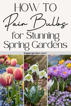 Transform your garden with jaw-dropping spring displays by mastering the art of pairing flower bulbs. Explore essential garden care tips, beautiful summer flowers, and the most stunning spring and fall bulbs. Spring Bulbs Garden Flower Beds, Spring Garden Ideas, Spring Bulbs Garden Ideas, Bulb Garden Design Layout, Planting Spring Bulbs, Summer Bulbs To Plant In Spring, When To Plant Spring Bulbs, Spring Bulb Planting