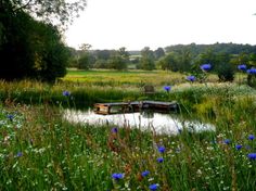 two boats floating on top of a lake surrounded by tall grass and blue wildflowers